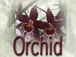 The Orchid Wedding